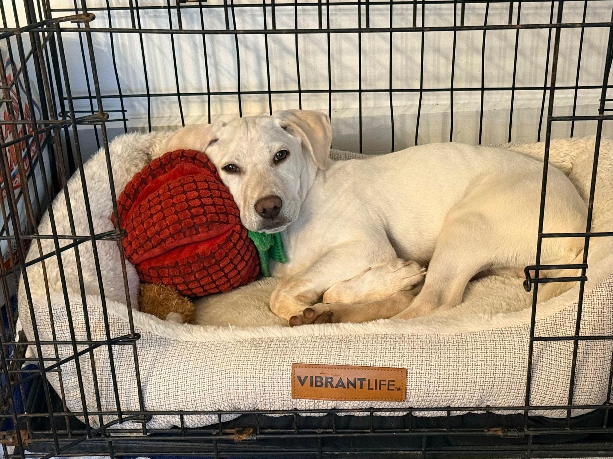 Enlarge Pluto, a Adoptable mixed breed in Acushnet , MA image 4/5