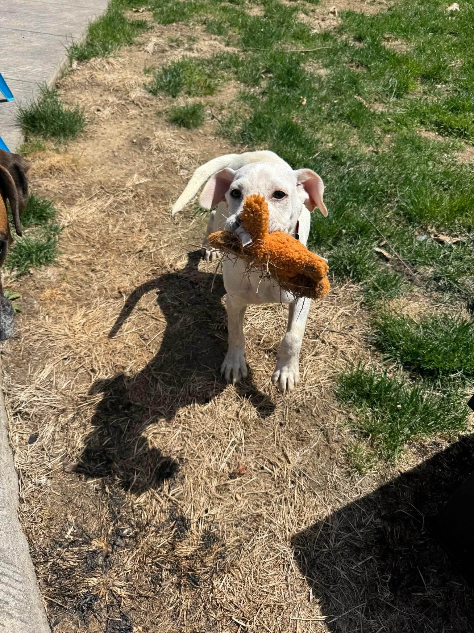Enlarge Pluto, a Adoptable mixed breed in Acushnet , MA image 5/5