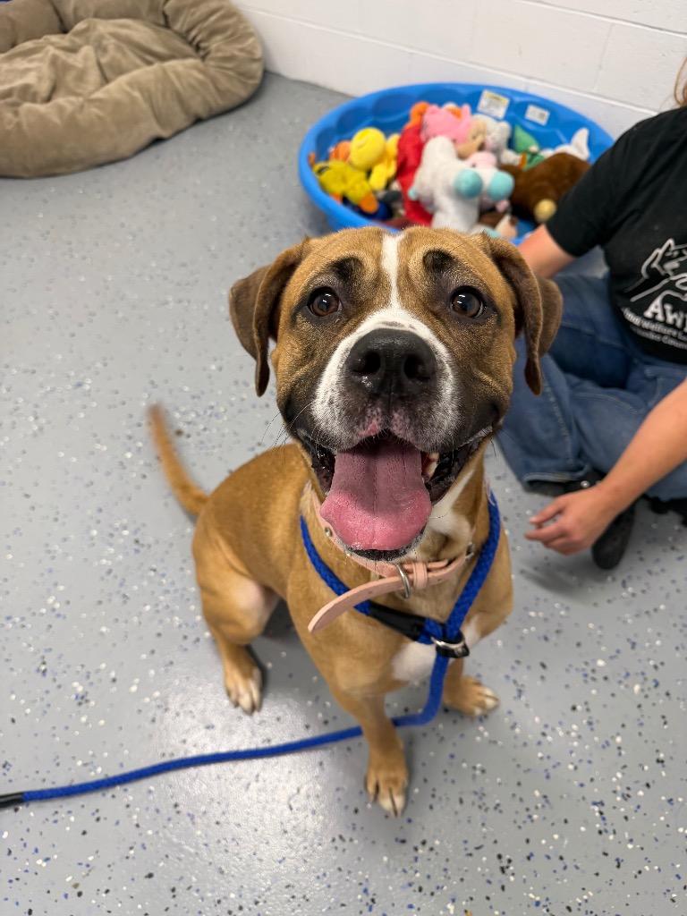 Enlarge Maelin (aka Mae Mae), a Adoptable mixed breed in Pierceton, IN image 1/6