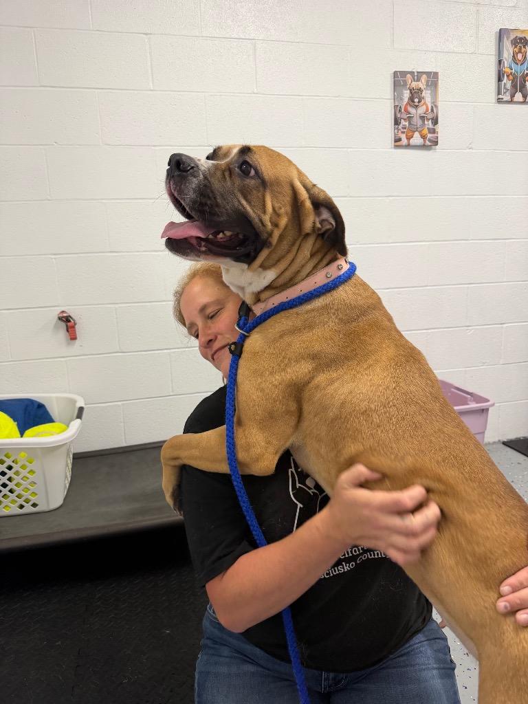 Enlarge Maelin (aka Mae Mae), a Adoptable mixed breed in Pierceton, IN image 2/6