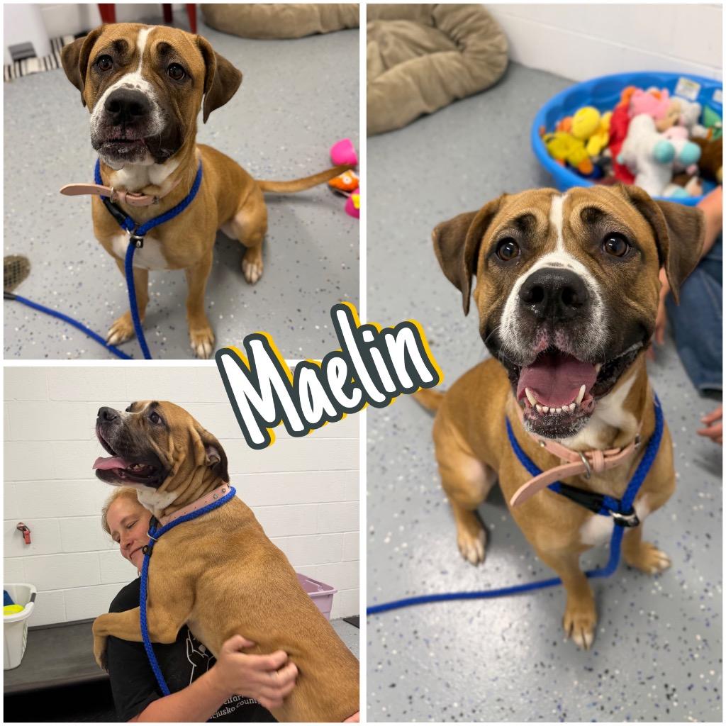 Enlarge Maelin (aka Mae Mae), a Adoptable mixed breed in Pierceton, IN image 3/6
