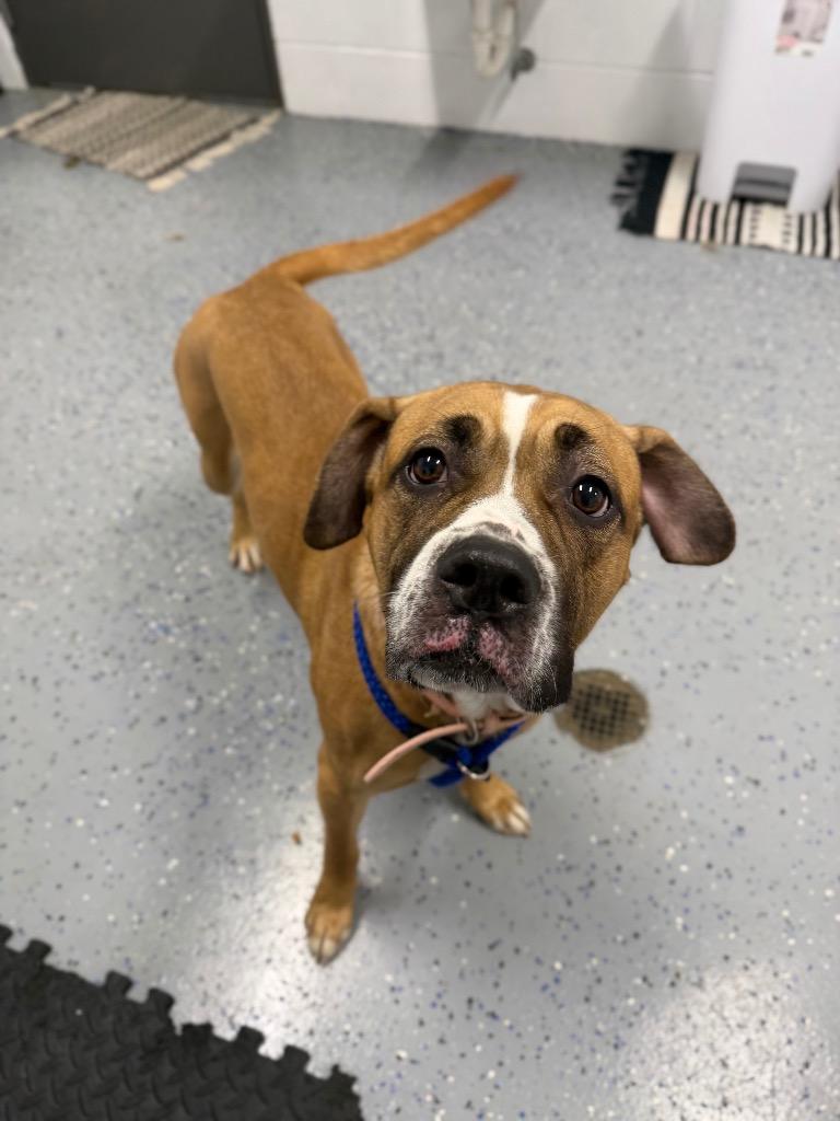 Enlarge Maelin (aka Mae Mae), a Adoptable mixed breed in Pierceton, IN image 4/6