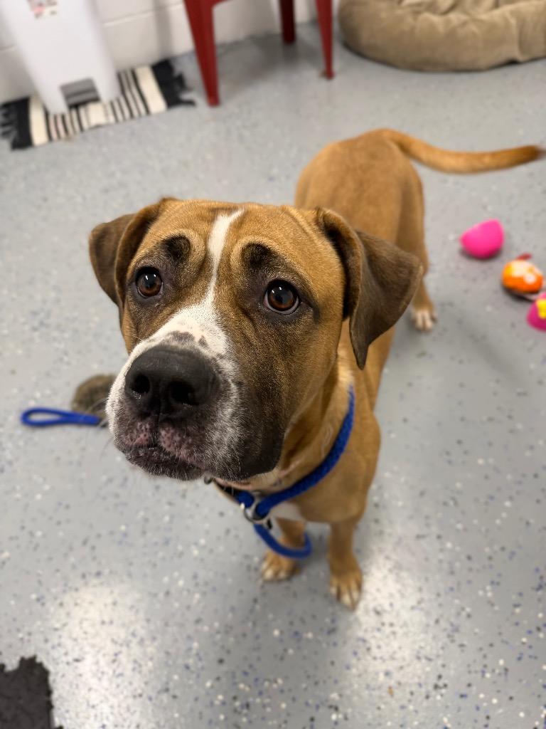 Enlarge Maelin (aka Mae Mae), a Adoptable mixed breed in Pierceton, IN image 5/6