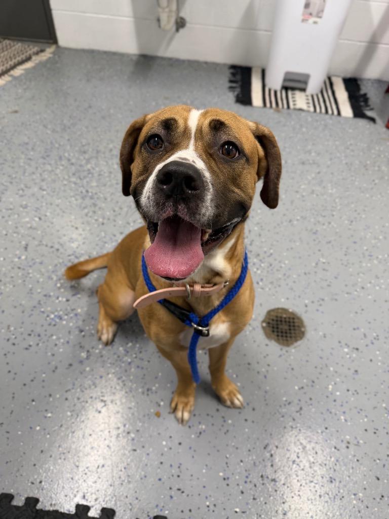 Enlarge Maelin (aka Mae Mae), a Adoptable mixed breed in Pierceton, IN image 6/6