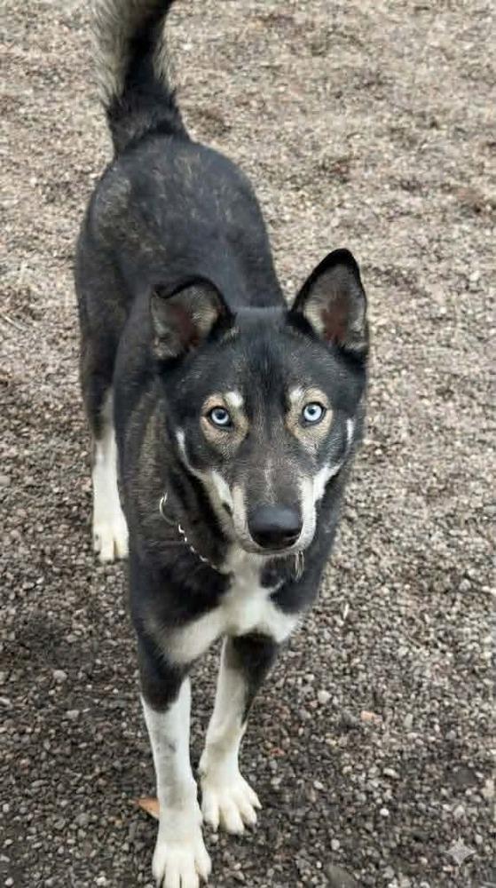 AC Mojo, Adoptable, Adult Male Husky.