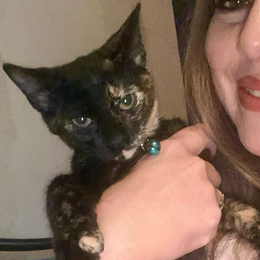 Enlarge Bleu, a Adoptable Domestic Short Hair in Fort Worth, TX image 1/4