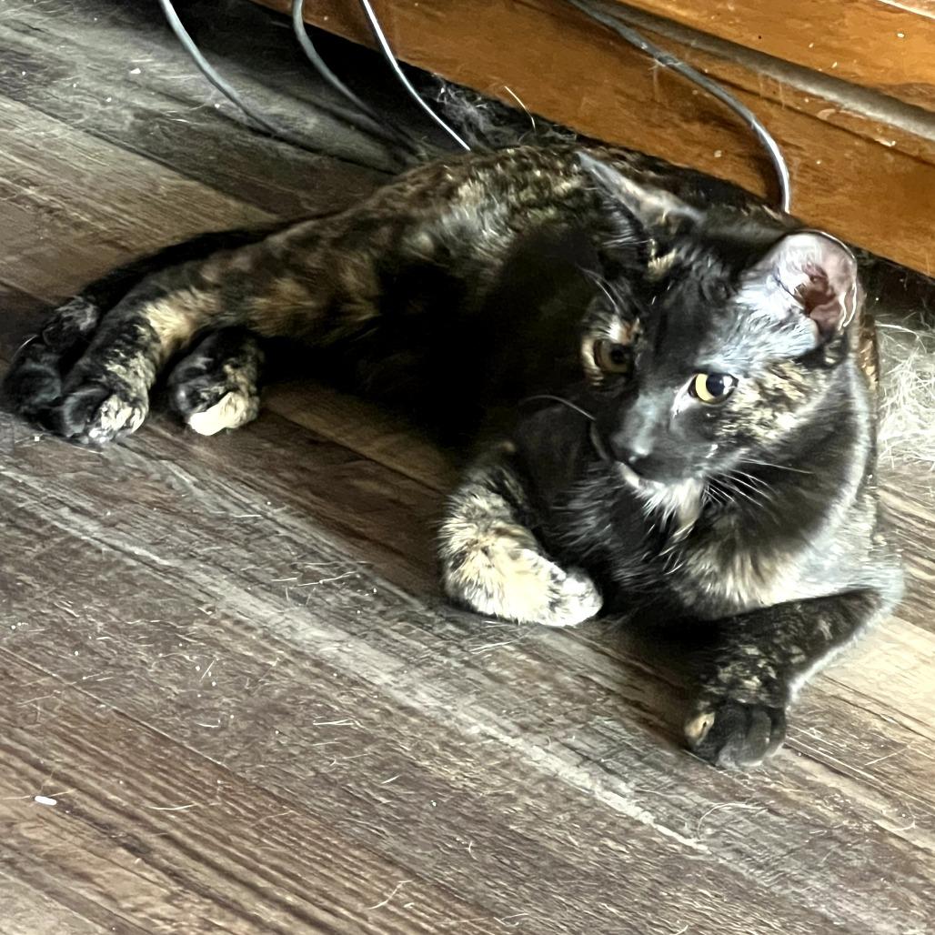 Enlarge Bleu, a Adoptable Domestic Short Hair in Fort Worth, TX image 2/4