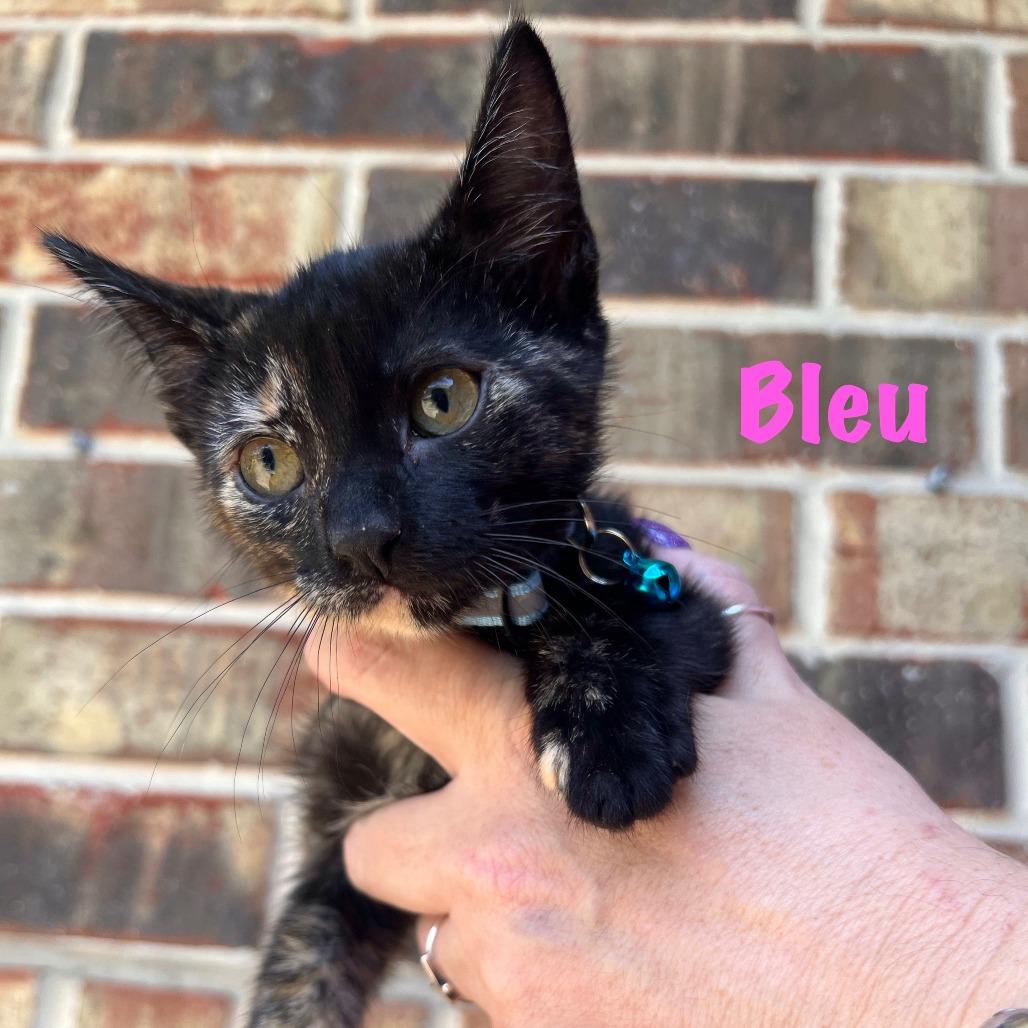 Enlarge Bleu, a Adoptable Domestic Short Hair in Fort Worth, TX image 3/4
