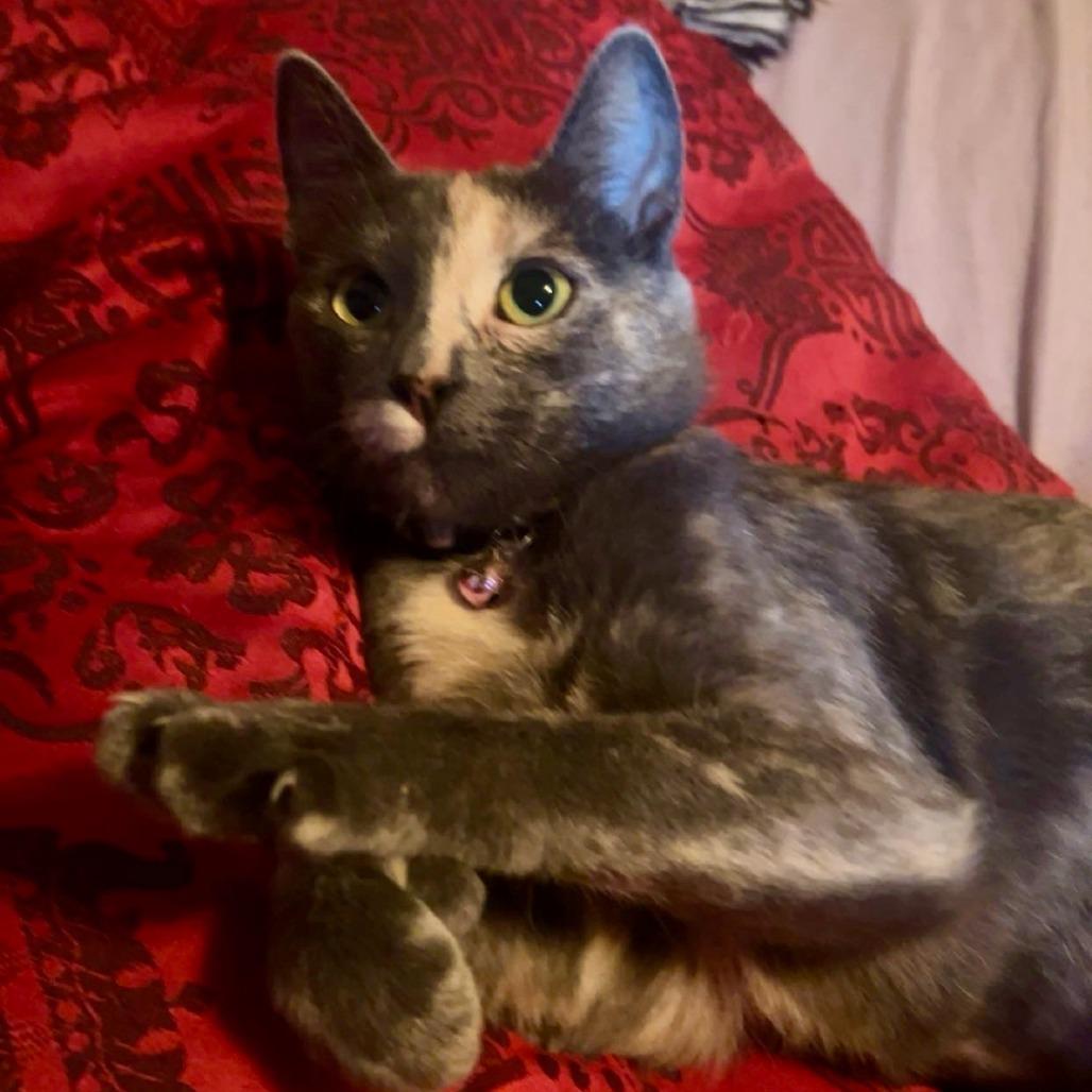 Enlarge Bleu, a Adoptable Domestic Short Hair in Fort Worth, TX image 4/4