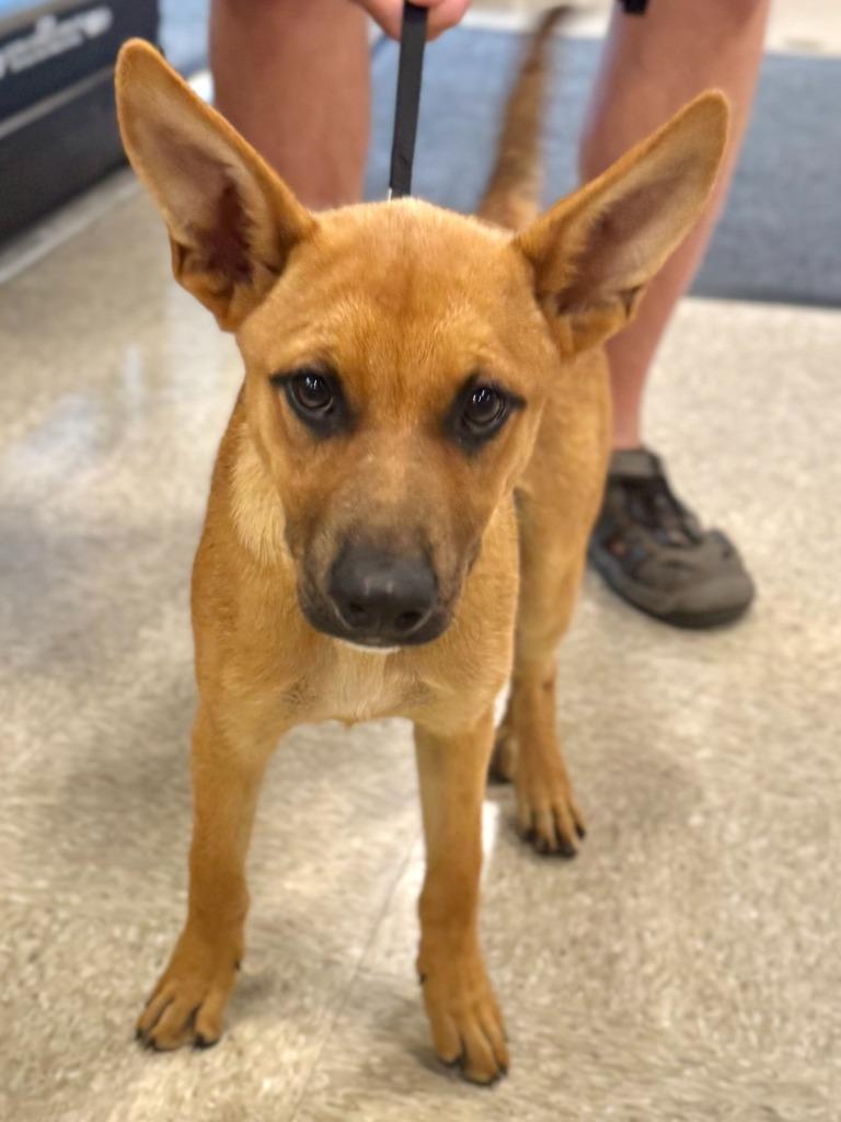 Honey Bee, Adoptable, Young Female Shepherd & Carolina Dog.