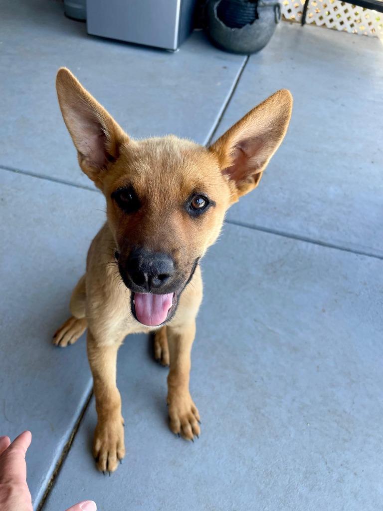 Enlarge Honey Bee, a Adoptable mixed breed in Claremore, OK image 2/4