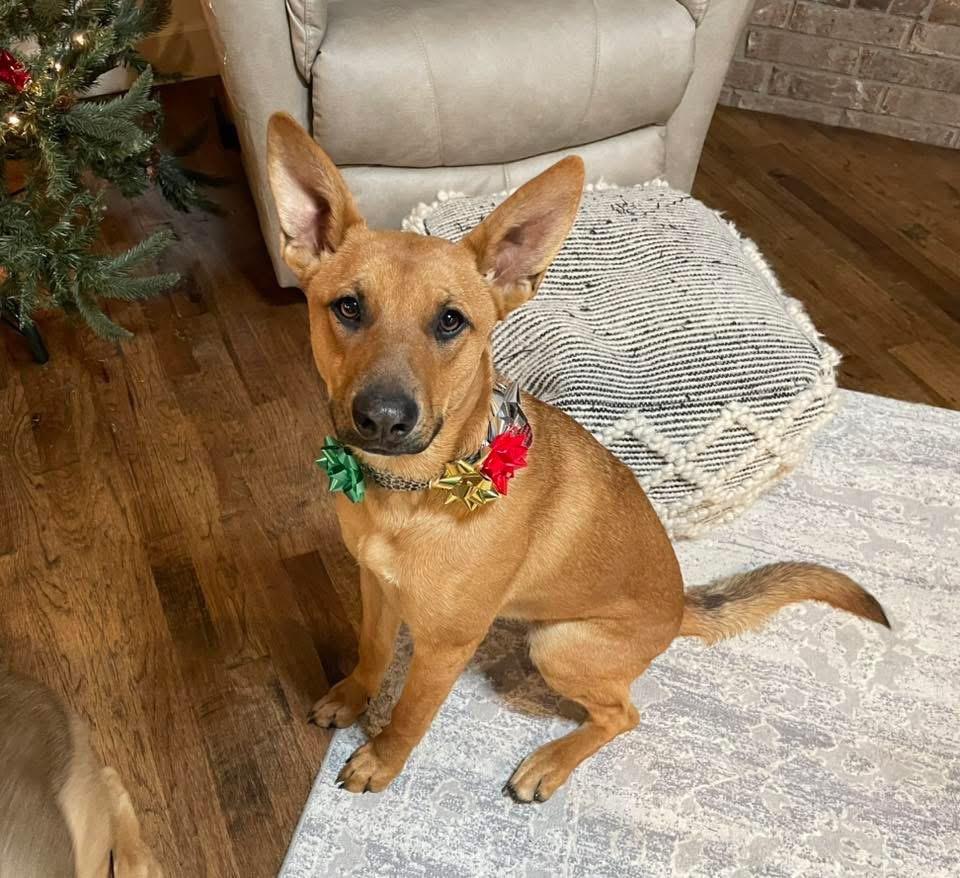 Enlarge Honey Bee, a Adoptable mixed breed in Claremore, OK image 3/4