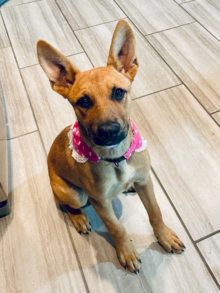 Honey Bee, a Adoptable mixed breed in Claremore, OK image 3/3