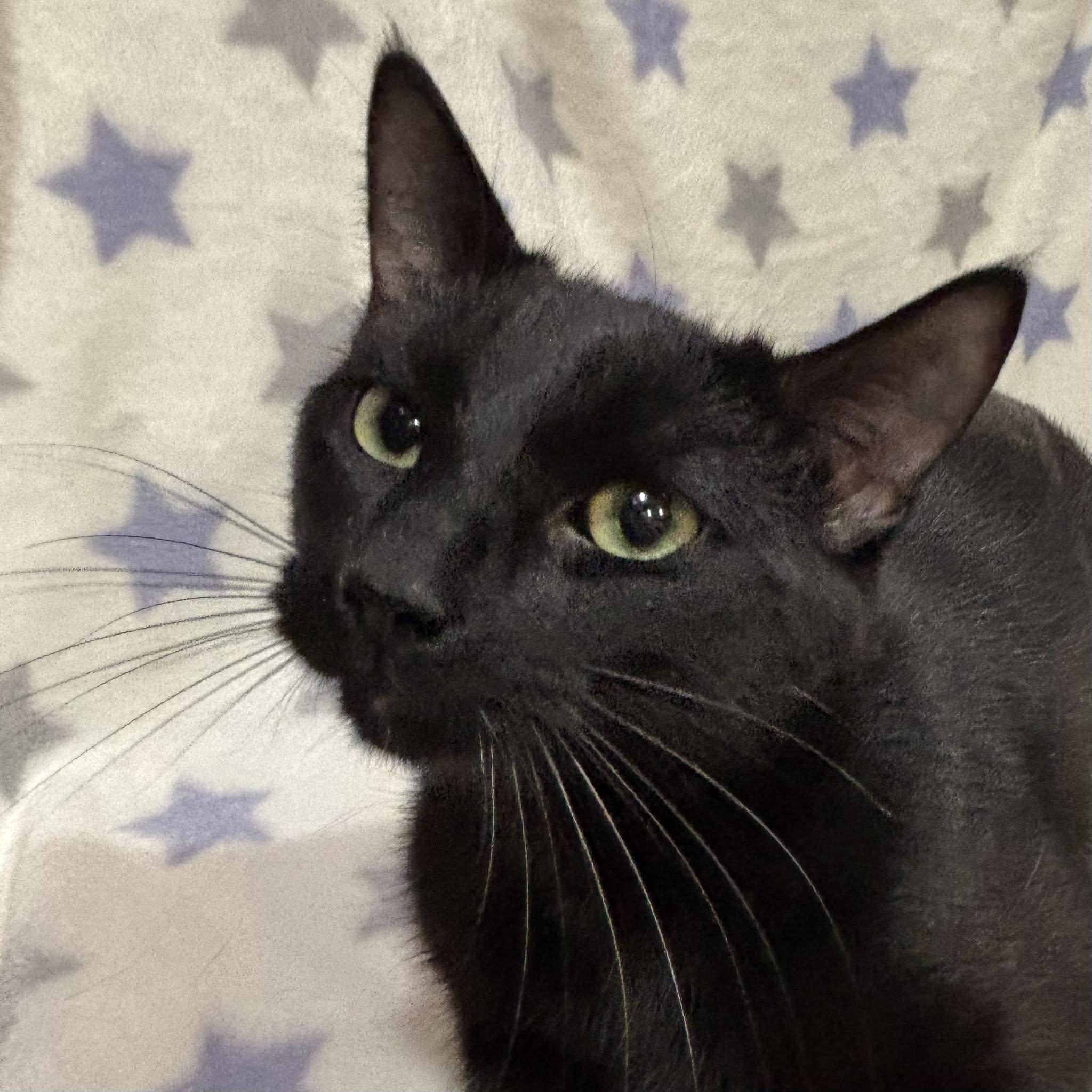 ARMANI (Bonded with Wilbur), a Adoptable Domestic Short Hair in Tillsonburg, ON image 4/6