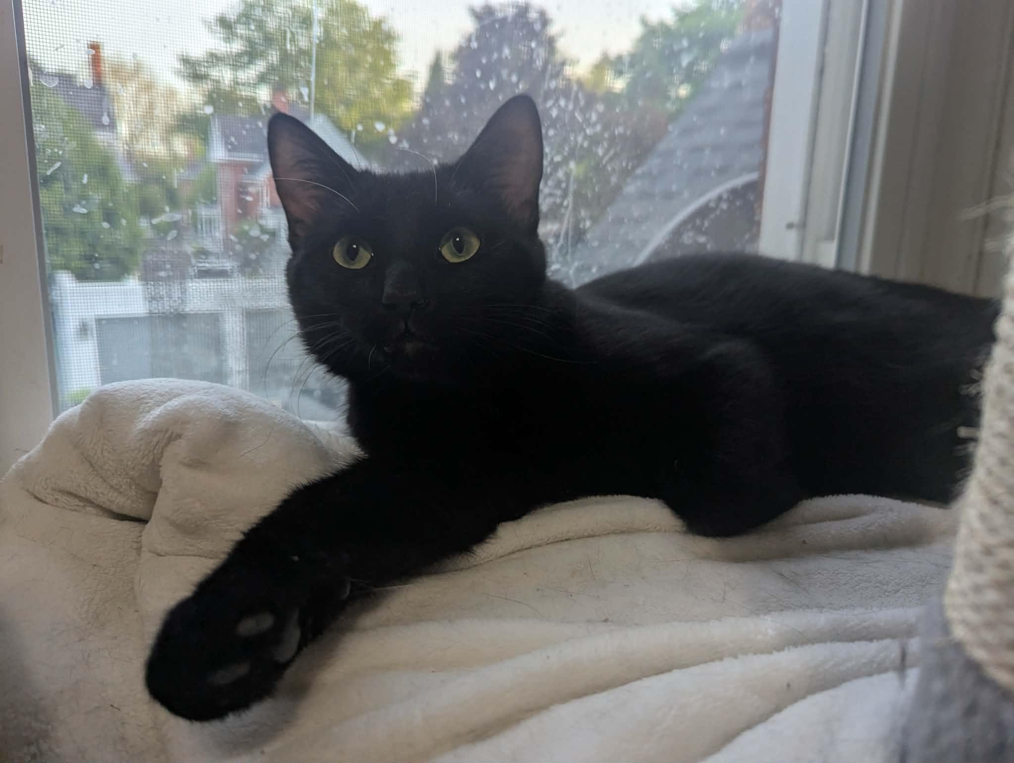 ARMANI (Bonded with Wilbur), a Adoptable Domestic Short Hair in Tillsonburg, ON image 1/6