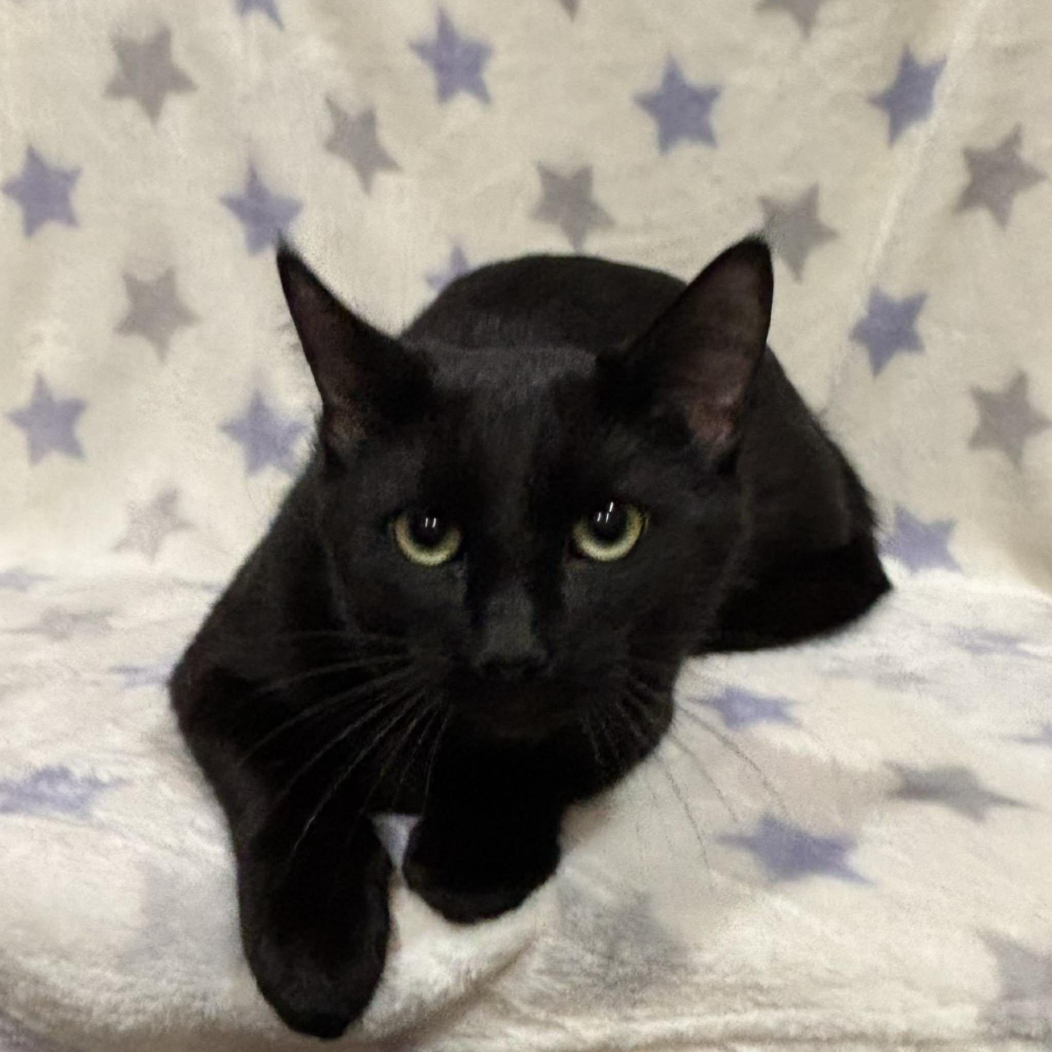 ARMANI (Bonded with Wilbur), a Adoptable Domestic Short Hair in Tillsonburg, ON image 5/6
