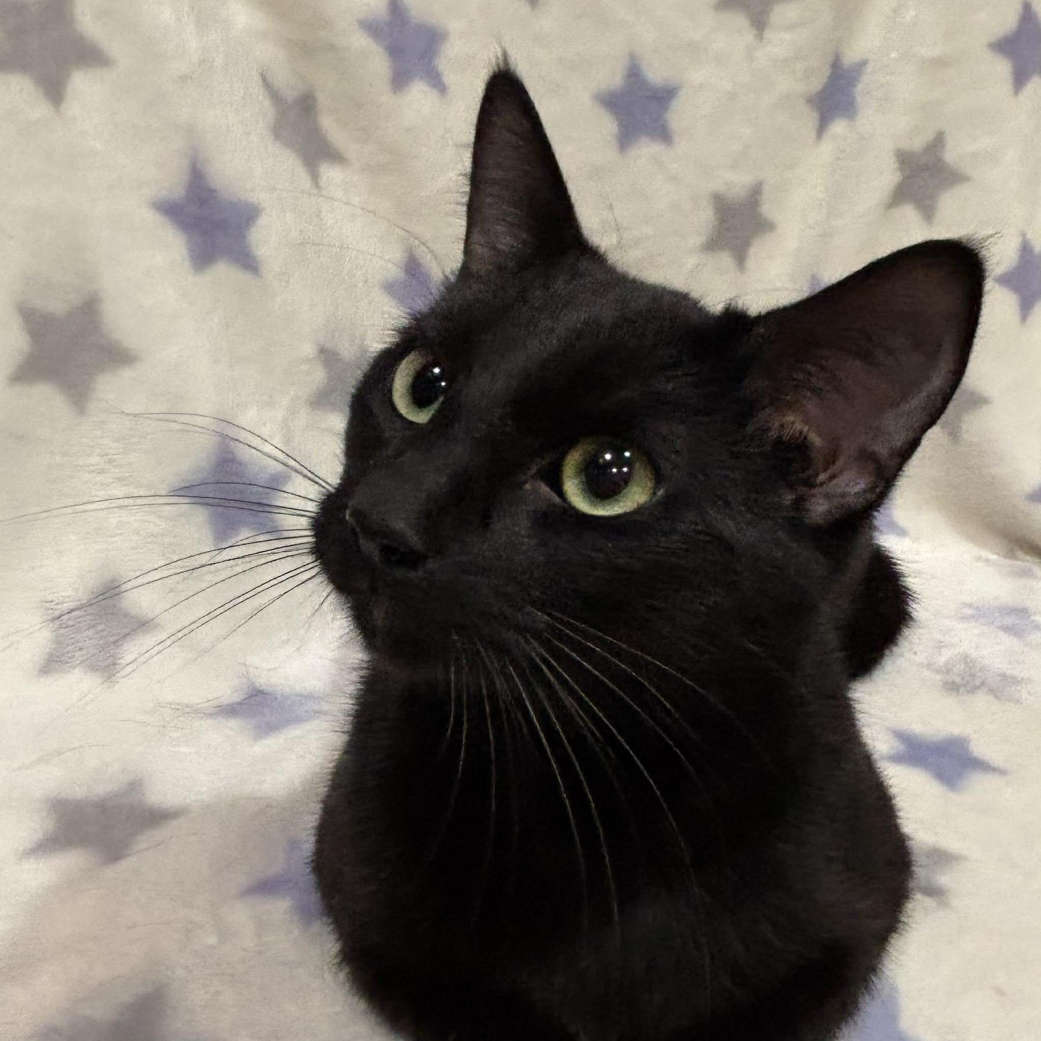 ARMANI (Bonded with Wilbur), a Adoptable Domestic Short Hair in Tillsonburg, ON image 3/6