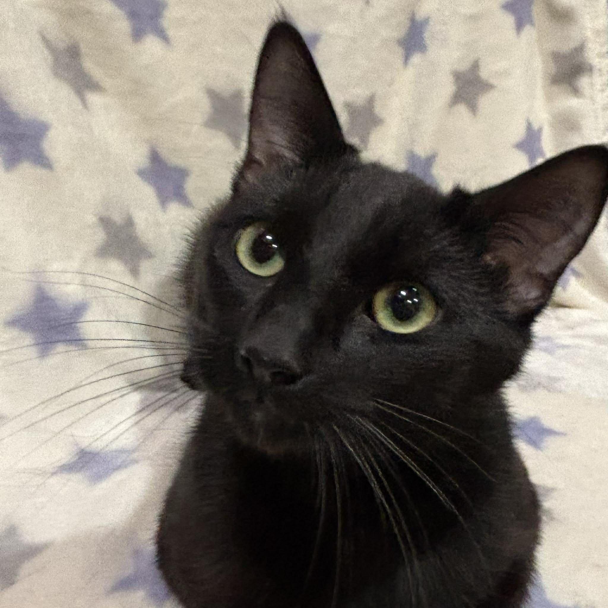 ARMANI (Bonded with Wilbur), a Adoptable Domestic Short Hair in Tillsonburg, ON image 6/6