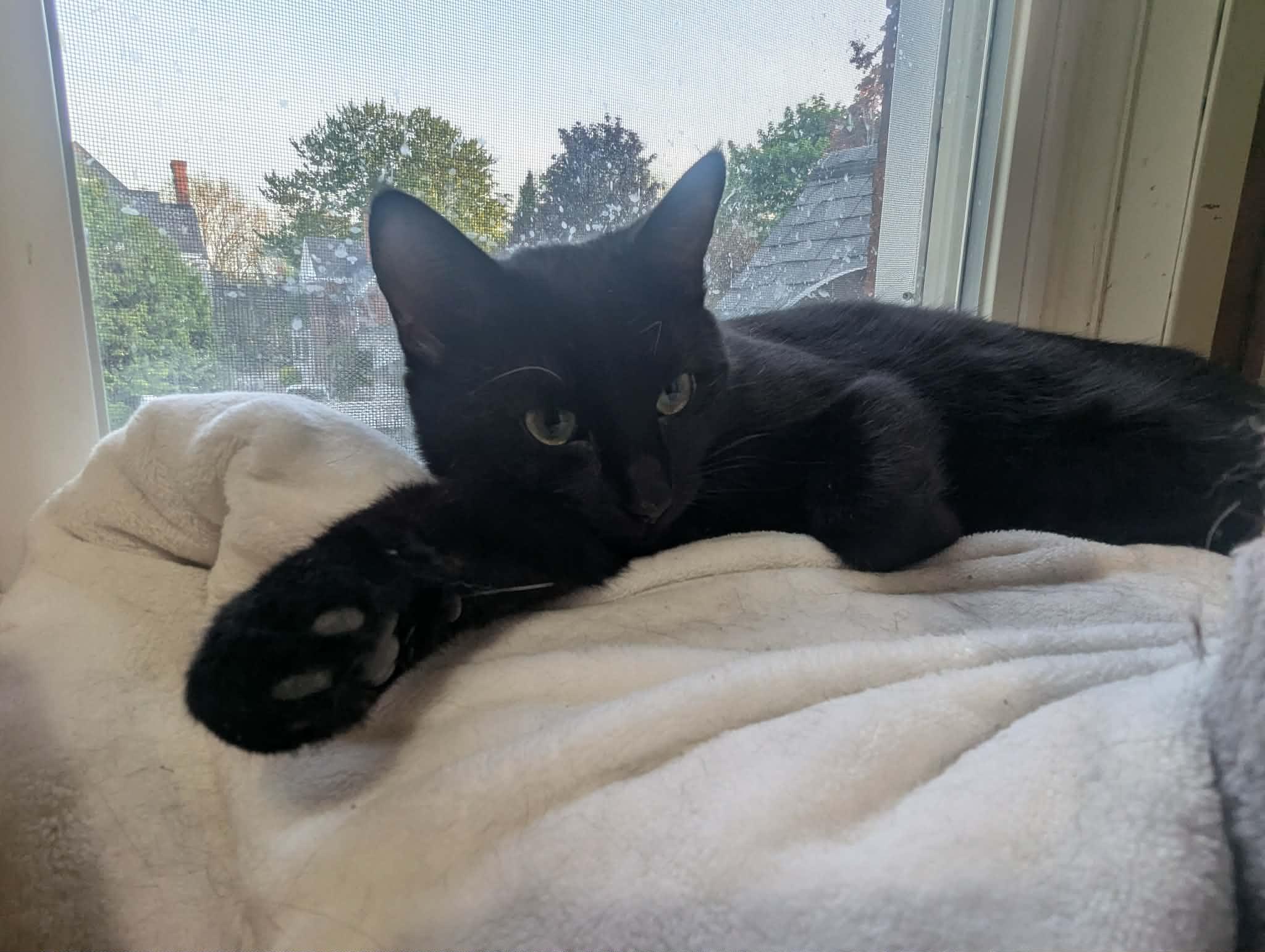 ARMANI (Bonded with Wilbur), a Adoptable Domestic Short Hair in Tillsonburg, ON image 2/6