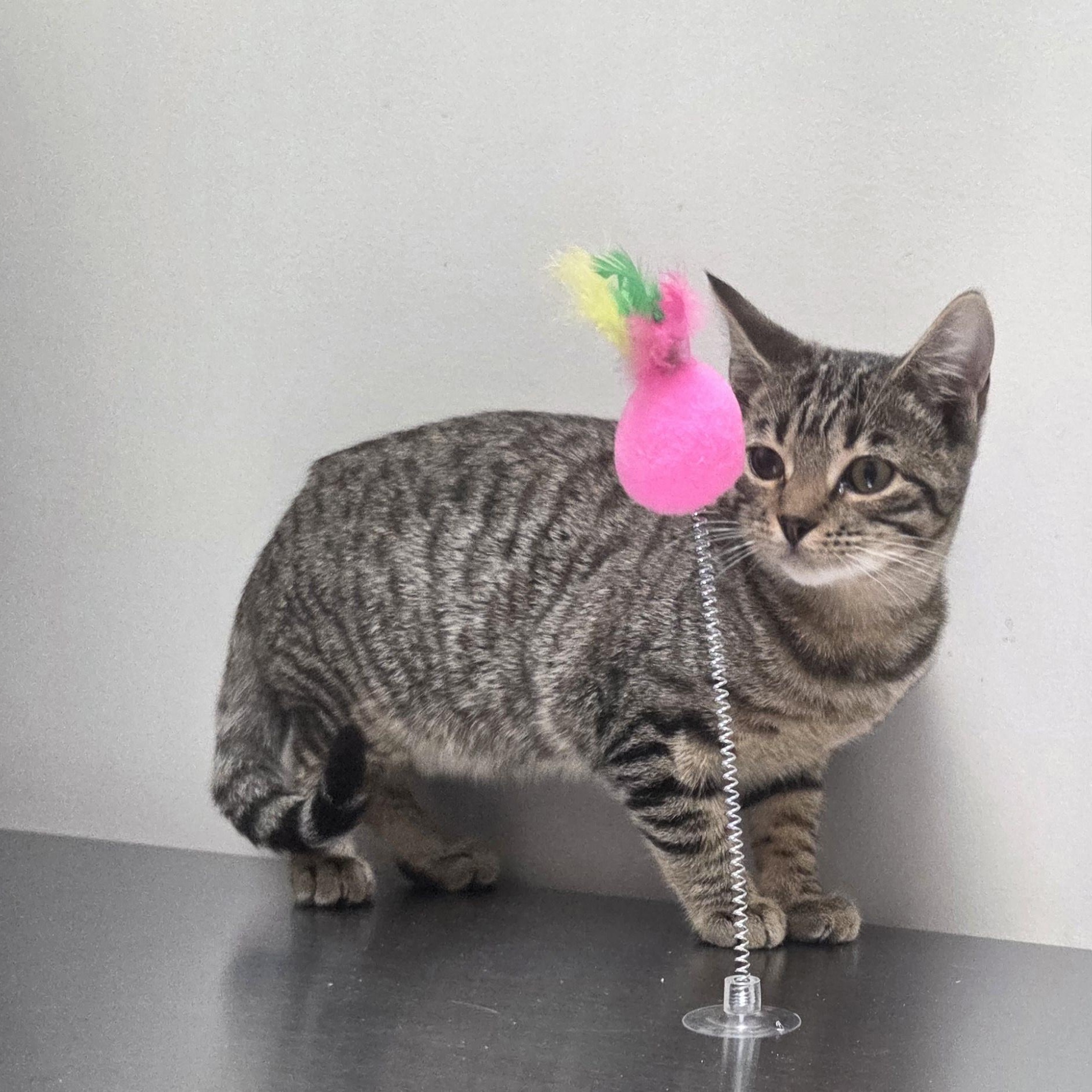 Enlarge Zelda, a ADOPTABLE Domestic Short Hair in SNOW HILL, NC image 2/2
