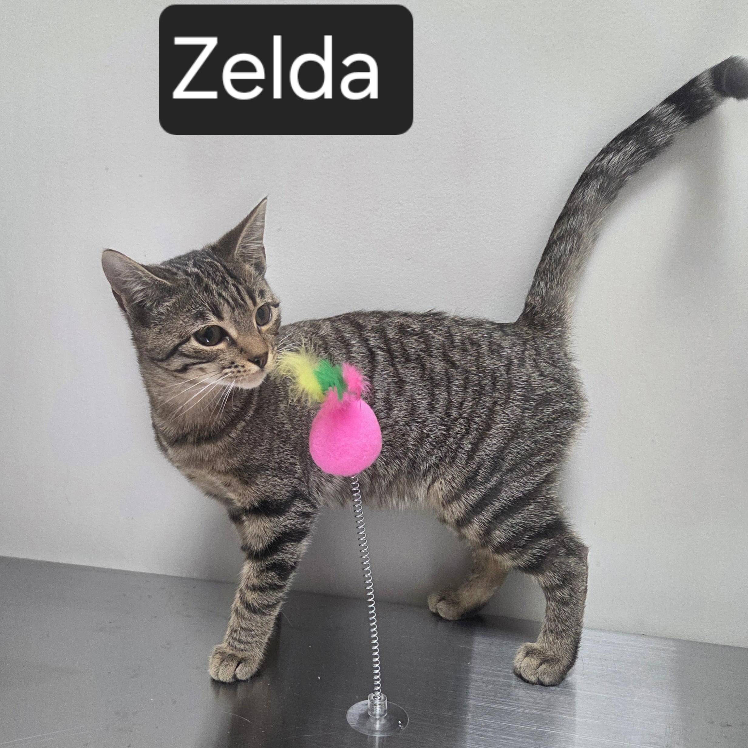 Enlarge Zelda, a ADOPTABLE Domestic Short Hair in SNOW HILL, NC image 1/2