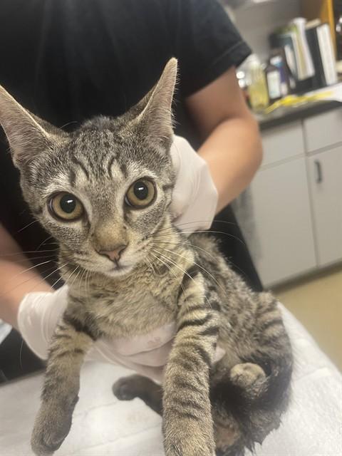 SARATOGA, Adoptable, Kitten Female Domestic Short Hair.