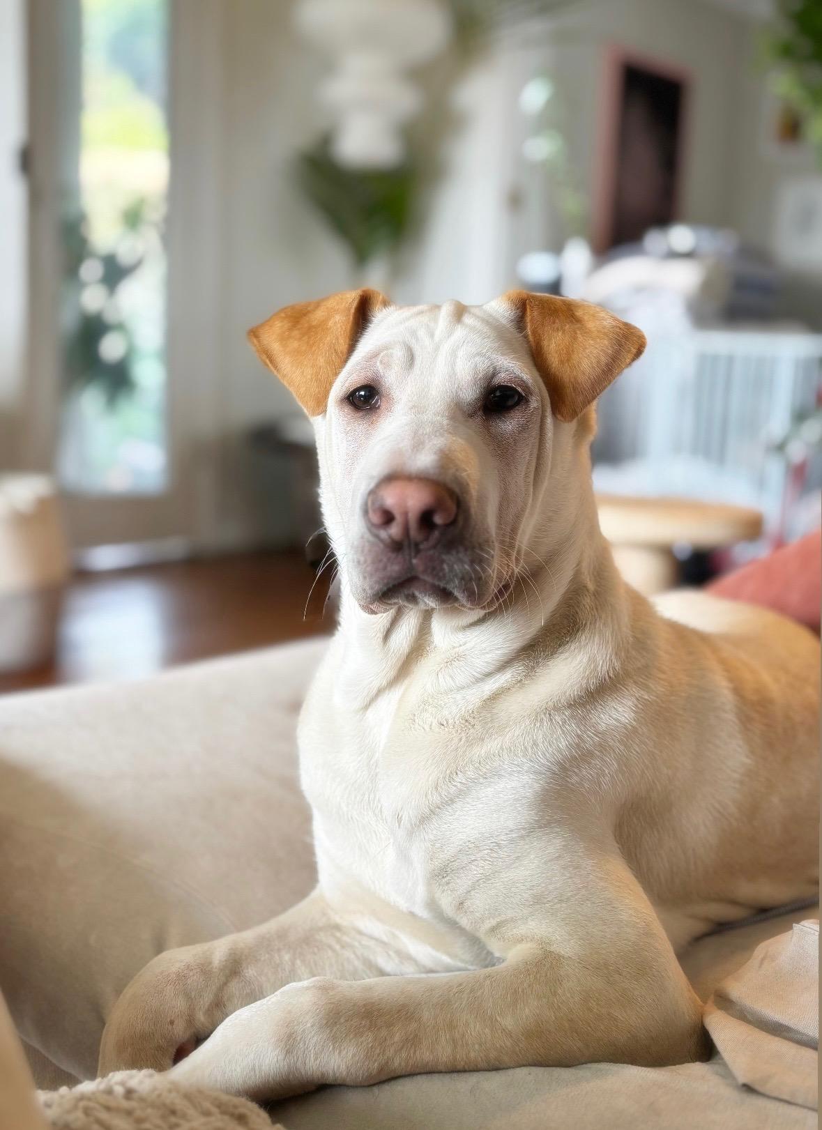 Enlarge Ariel, a Adoptable mixed breed in Pasadena, CA image 1/6