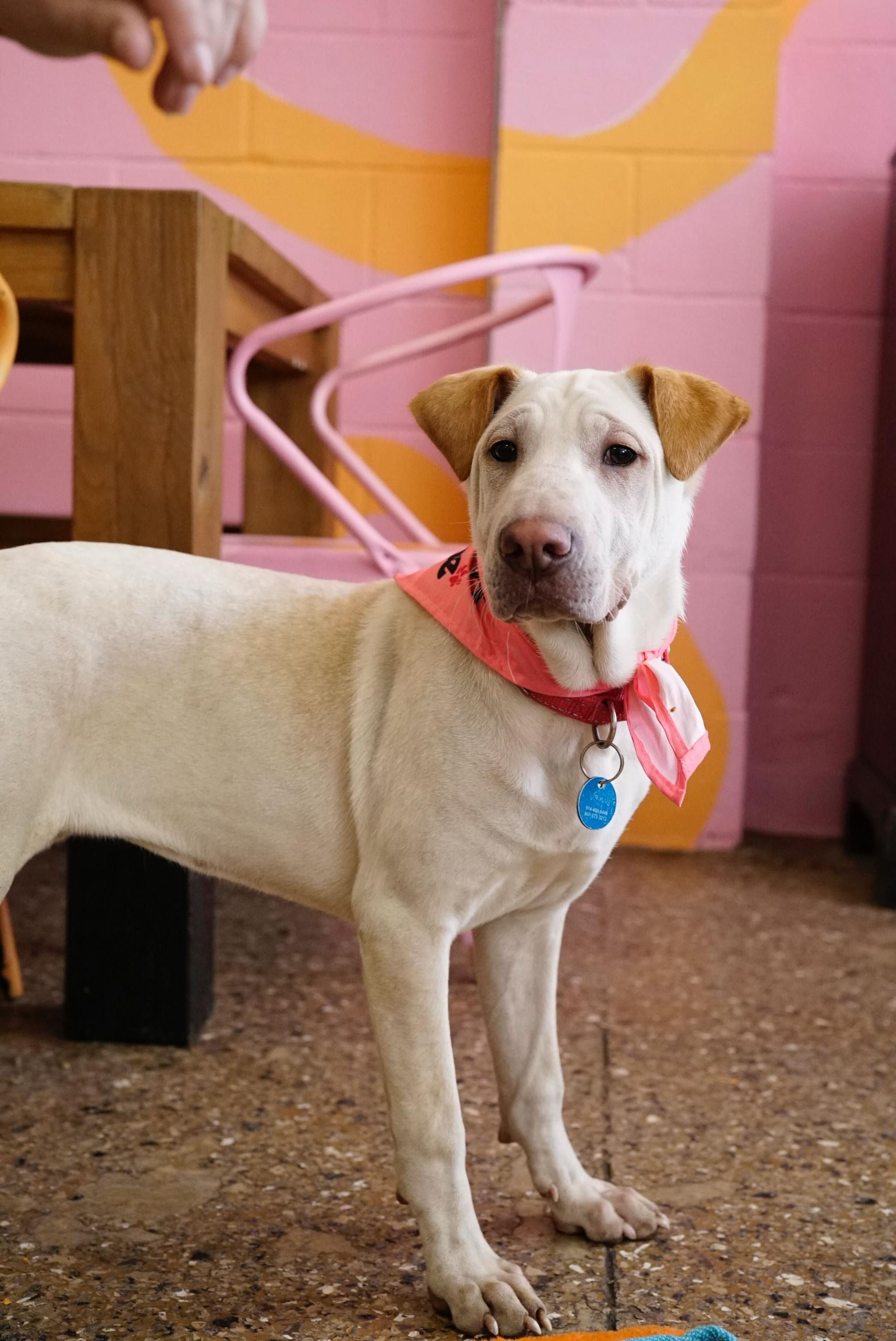 Enlarge Ariel, a Adoptable mixed breed in Pasadena, CA image 6/6