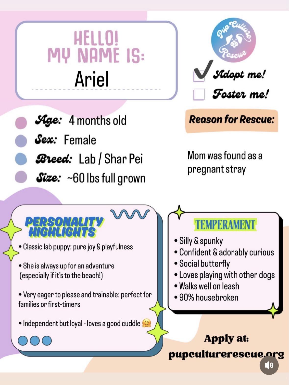 Enlarge Ariel, a Adoptable mixed breed in Pasadena, CA image 2/6