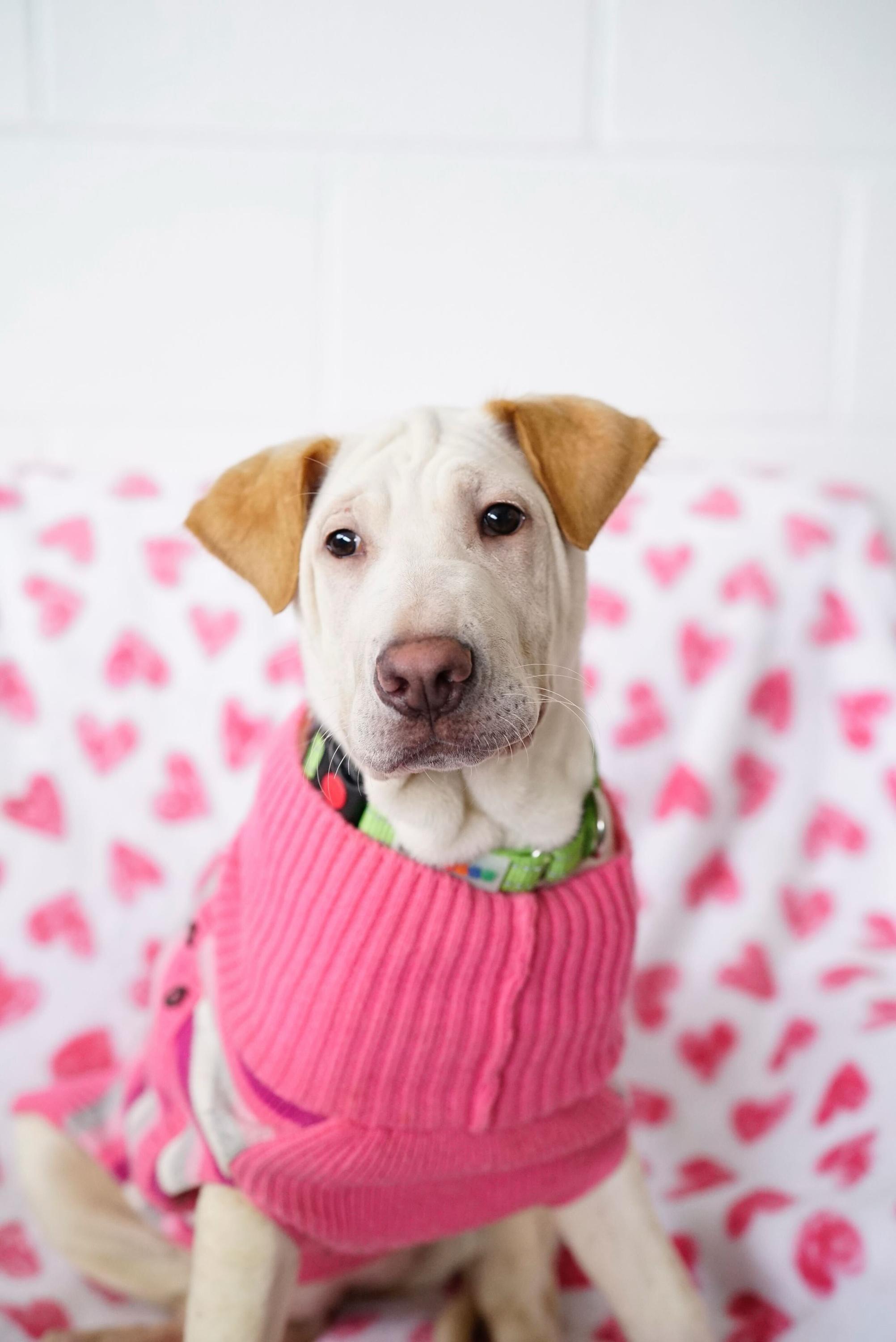 Enlarge Ariel, a Adoptable mixed breed in Pasadena, CA image 4/6