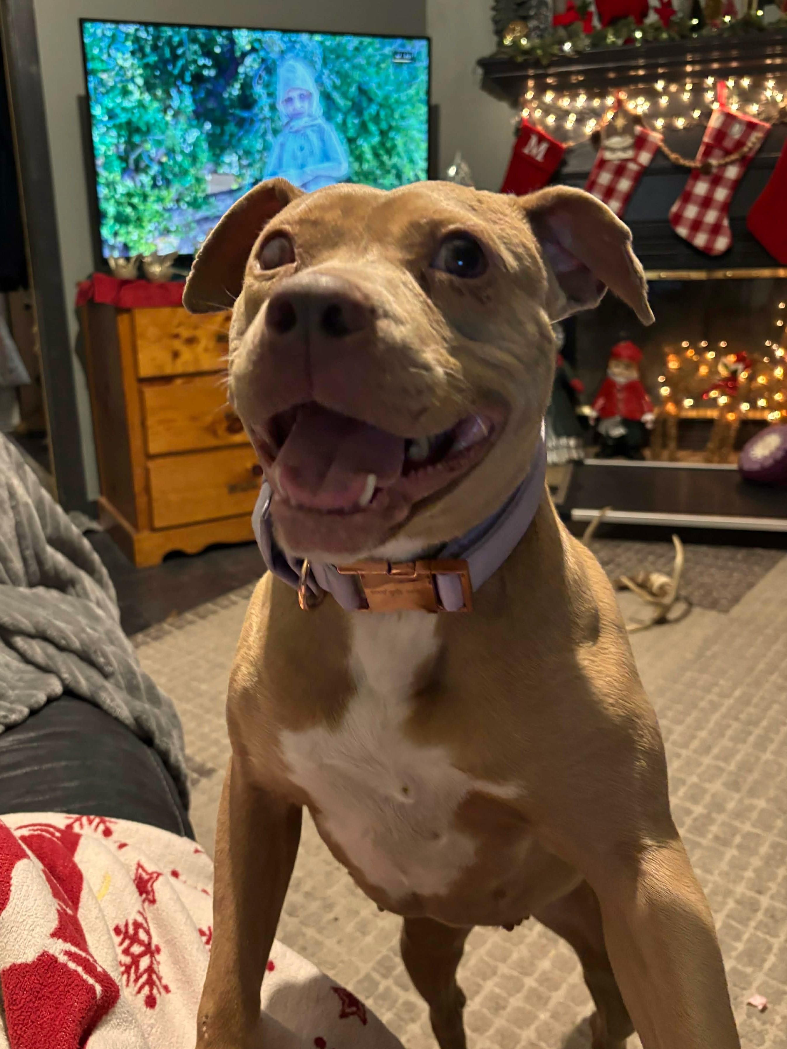 Enlarge Noel, an adopted mixed breed in Attica, MI image 4/4