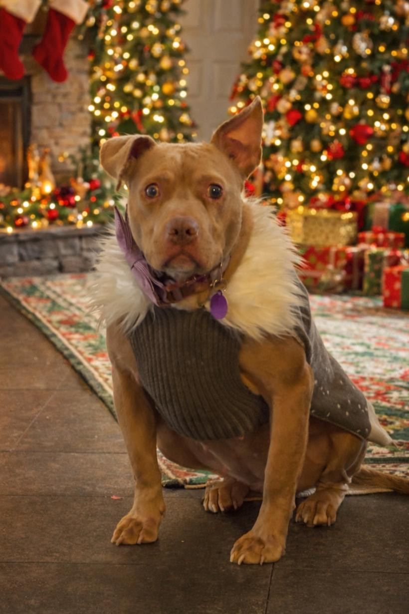 Enlarge Noel, an adopted mixed breed in Attica, MI image 3/4