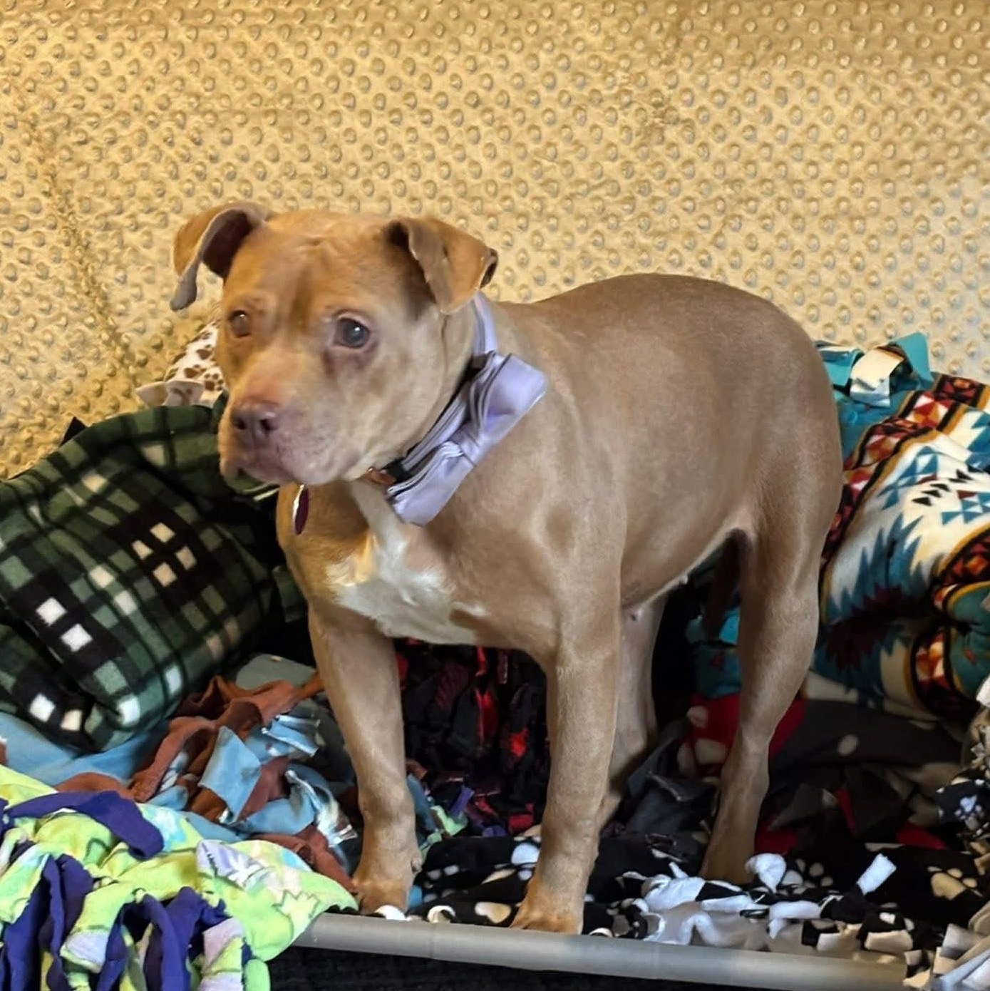 Enlarge Noel, an adopted mixed breed in Attica, MI image 1/4