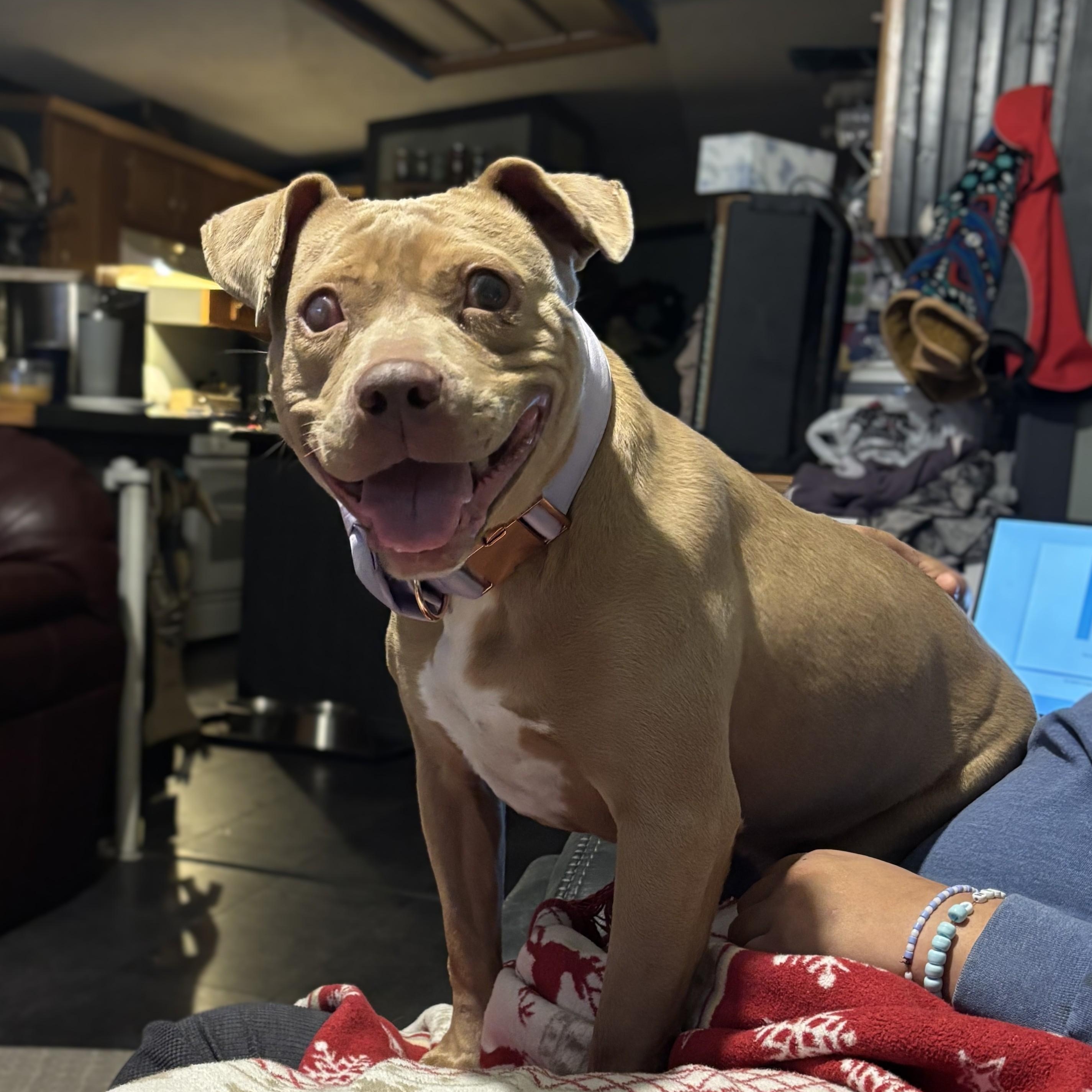 Enlarge Noel, an adopted mixed breed in Attica, MI image 2/4