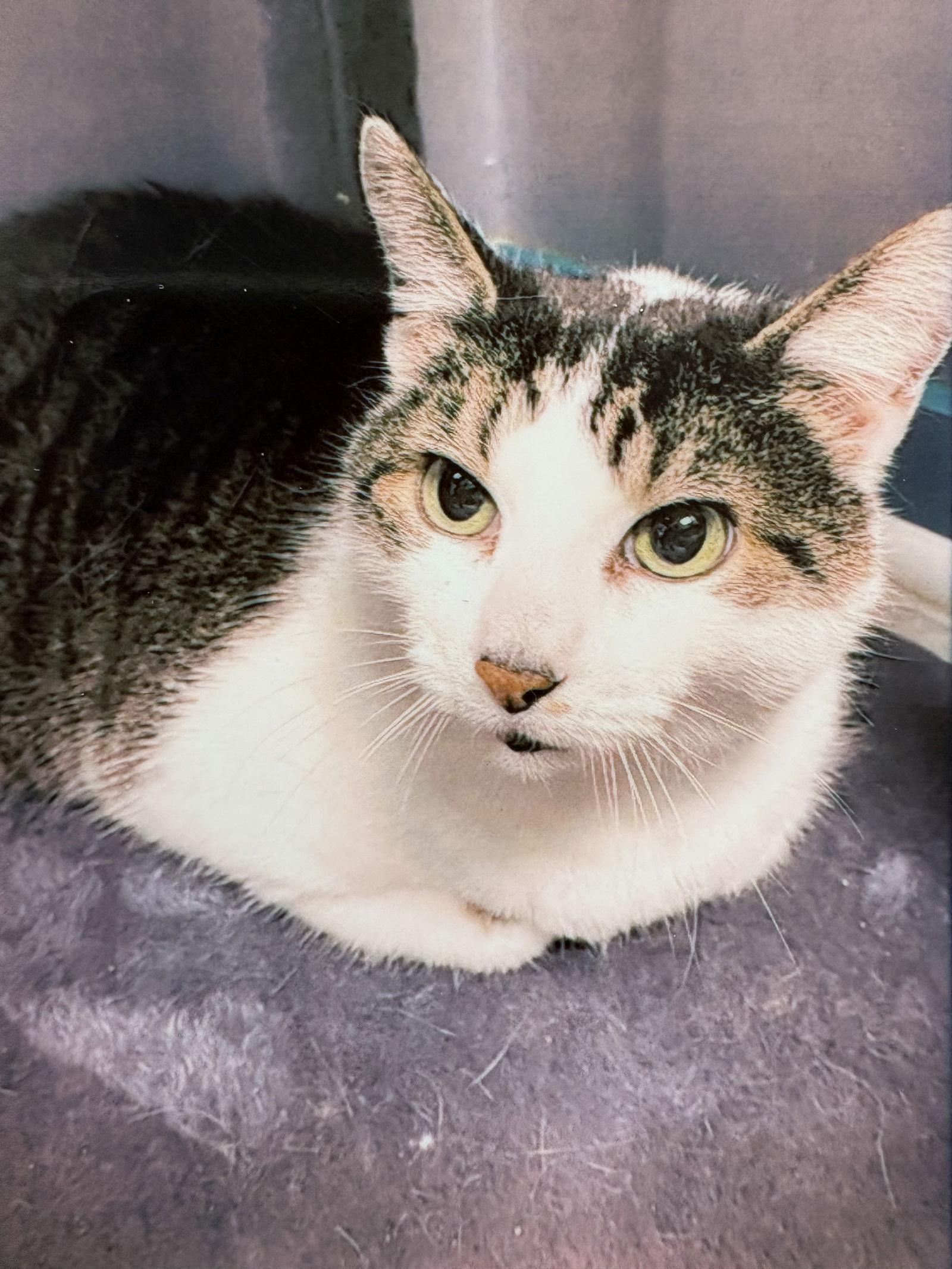 Derp, Adoptable, Senior Male Domestic Medium Hair.