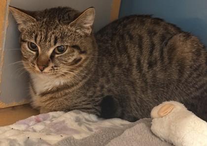 Enlarge Frick- BONDED TO WENDI, a ADOPTABLE Domestic Short Hair in Stanwood, WA image 2/2