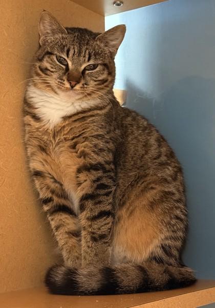 Enlarge Frick- BONDED TO WENDI, a ADOPTABLE Domestic Short Hair in Stanwood, WA image 1/2