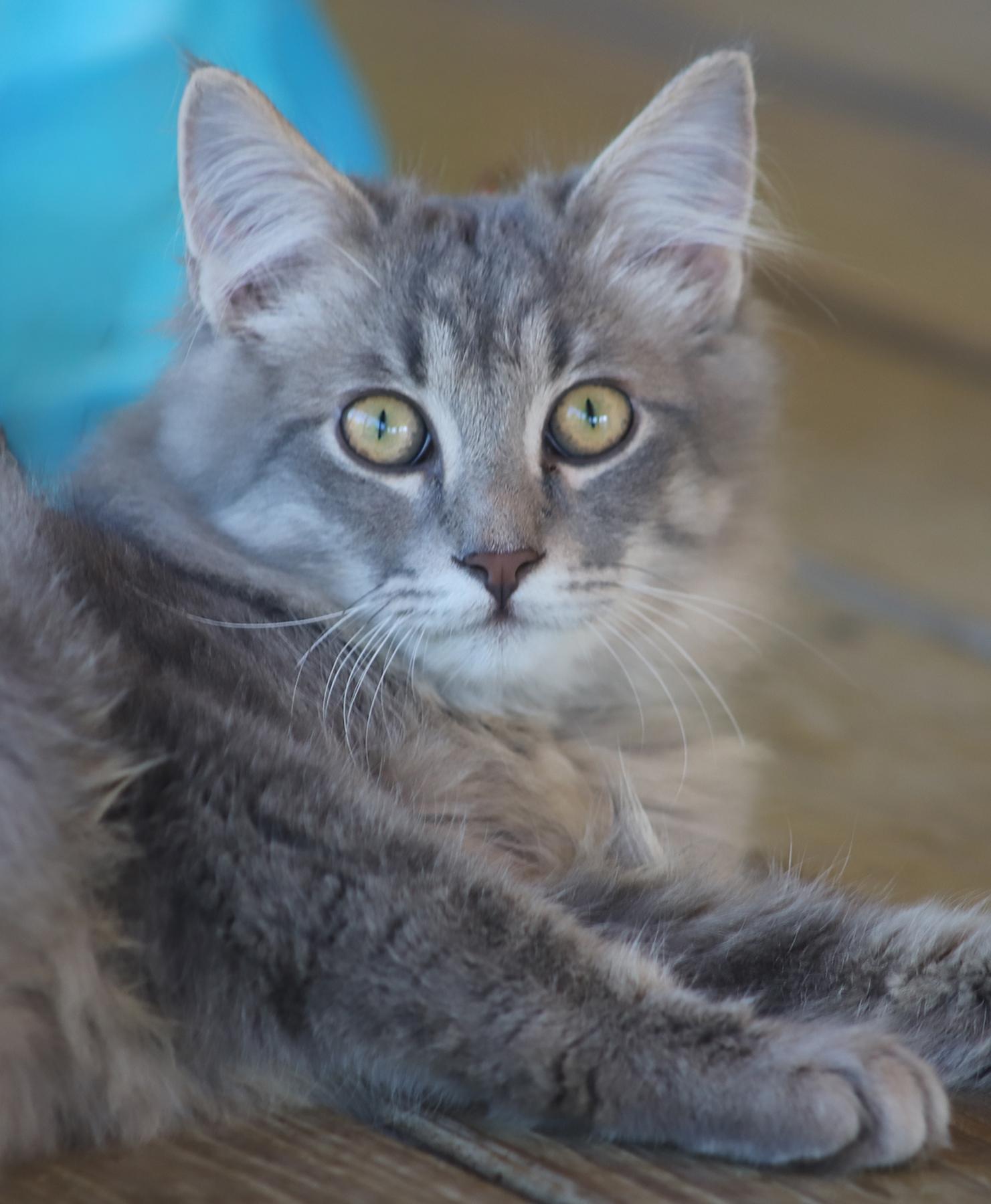 Nile, adopted, Young Male Domestic Medium Hair.