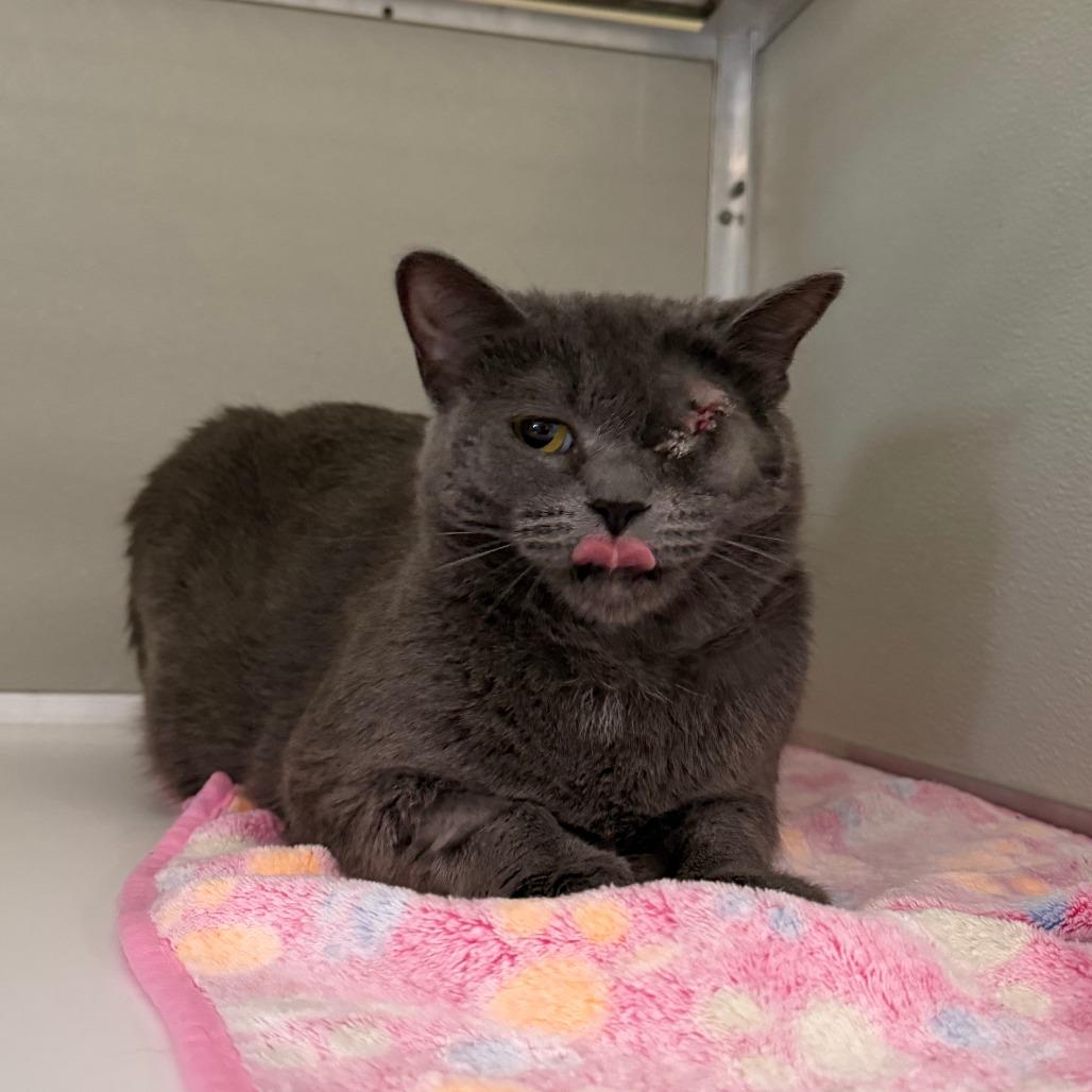 Momma AKA Jaig Eyes, Adoptable, Adult Female Domestic Short Hair.