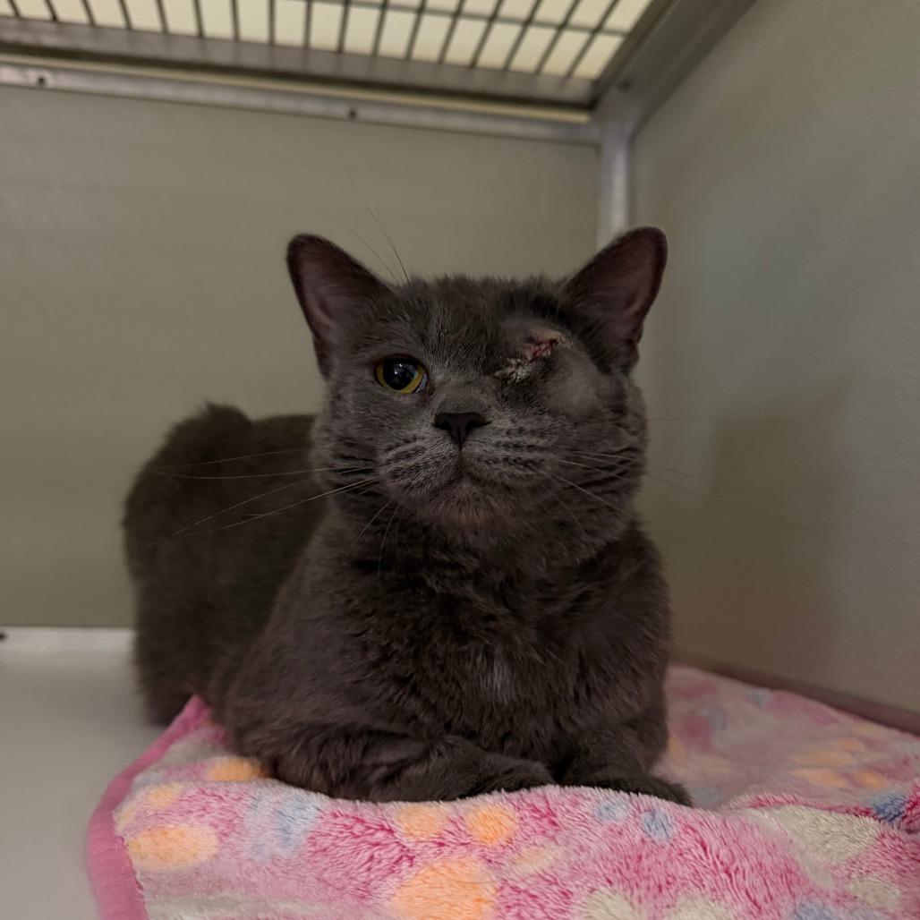Enlarge Momma AKA Jaig Eyes, a Adoptable Domestic Short Hair in Chesapeake, VA image 2/2