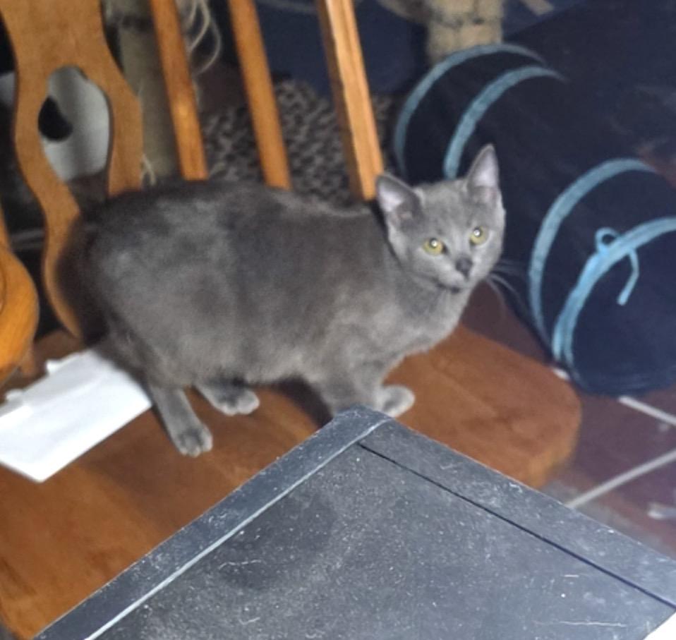 Enlarge Ursula, a ADOPTABLE Domestic Short Hair in Maineville, OH image 2/3