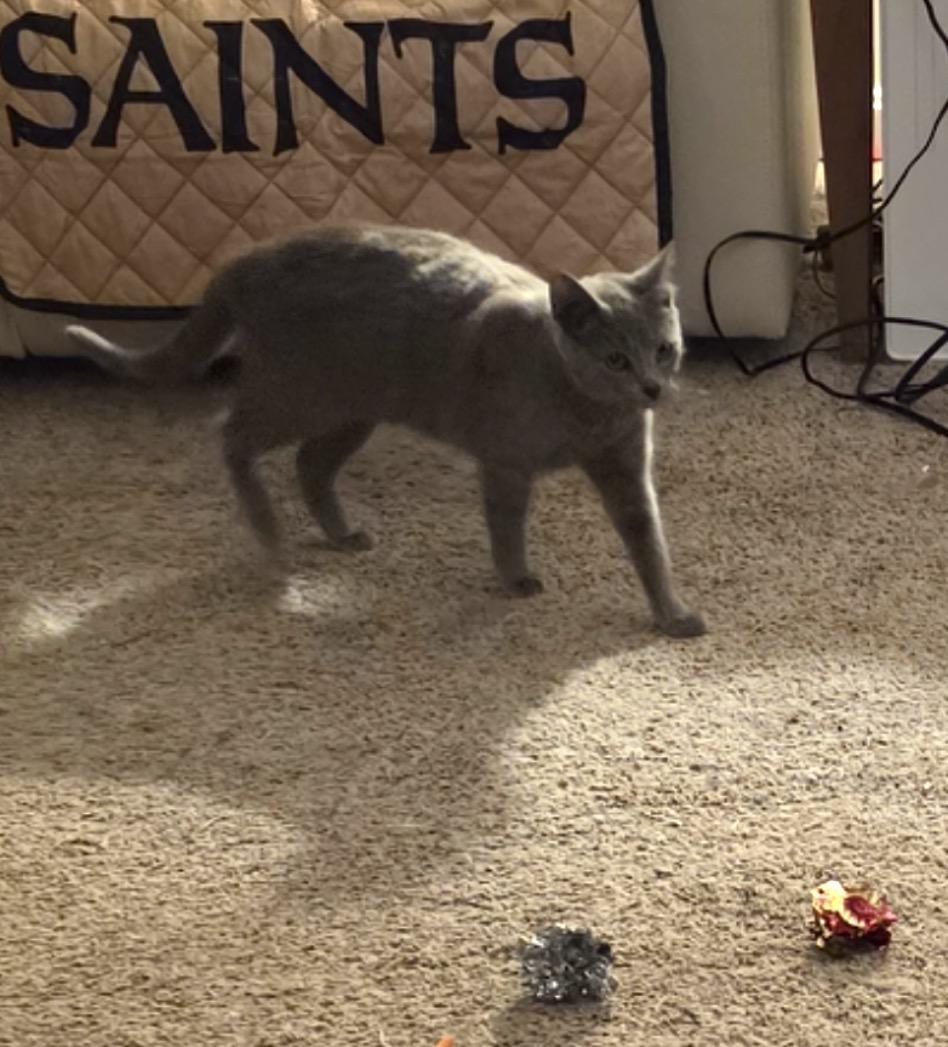 Enlarge Ursula, a ADOPTABLE Domestic Short Hair in Maineville, OH image 3/3