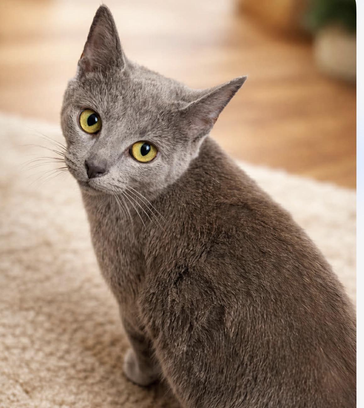 Ursula, ADOPTABLE, Kitten Female Domestic Short Hair.