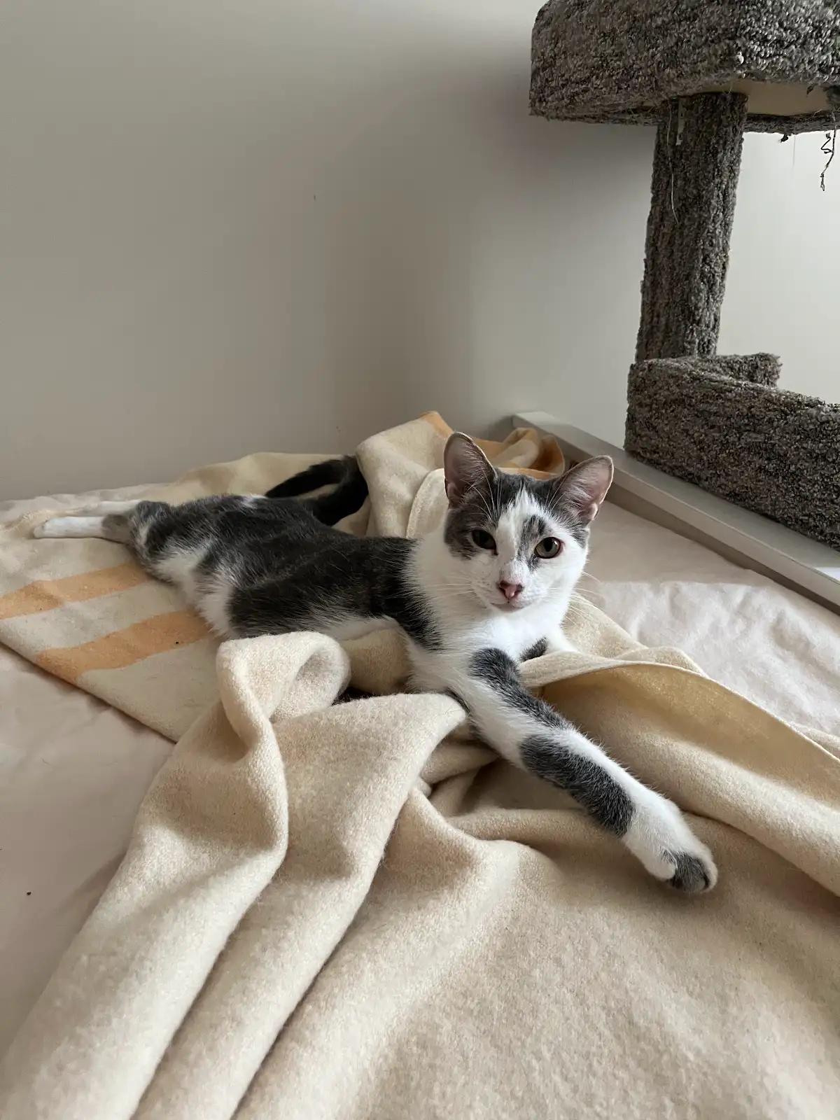 Henry, adopted, Adult Male Domestic Short Hair.