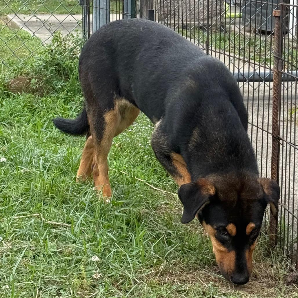 Rey, Adoptable, Young Female Hound & Mixed Breed.