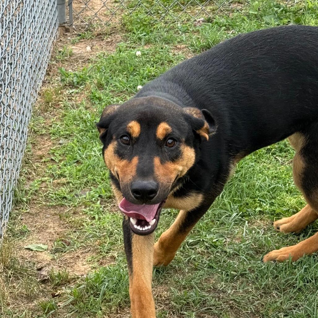 Enlarge Rey, a Adoptable mixed breed in Jacksonville, AR image 2/6