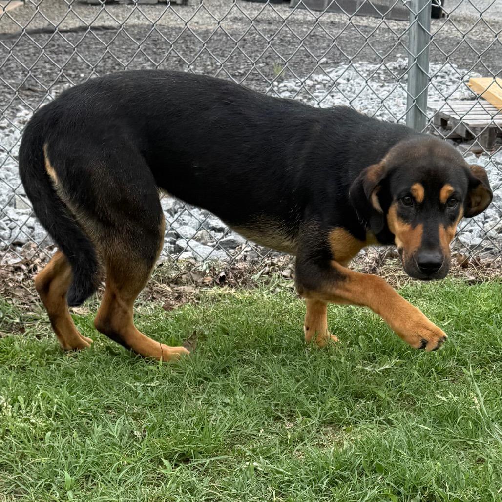 Enlarge Rey, a Adoptable mixed breed in Jacksonville, AR image 3/6