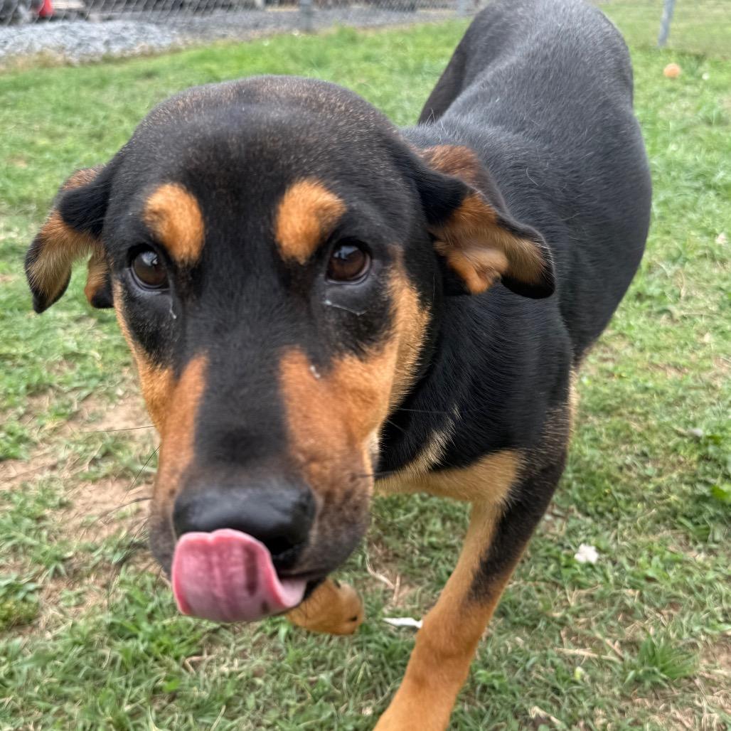 Enlarge Rey, a Adoptable mixed breed in Jacksonville, AR image 4/6