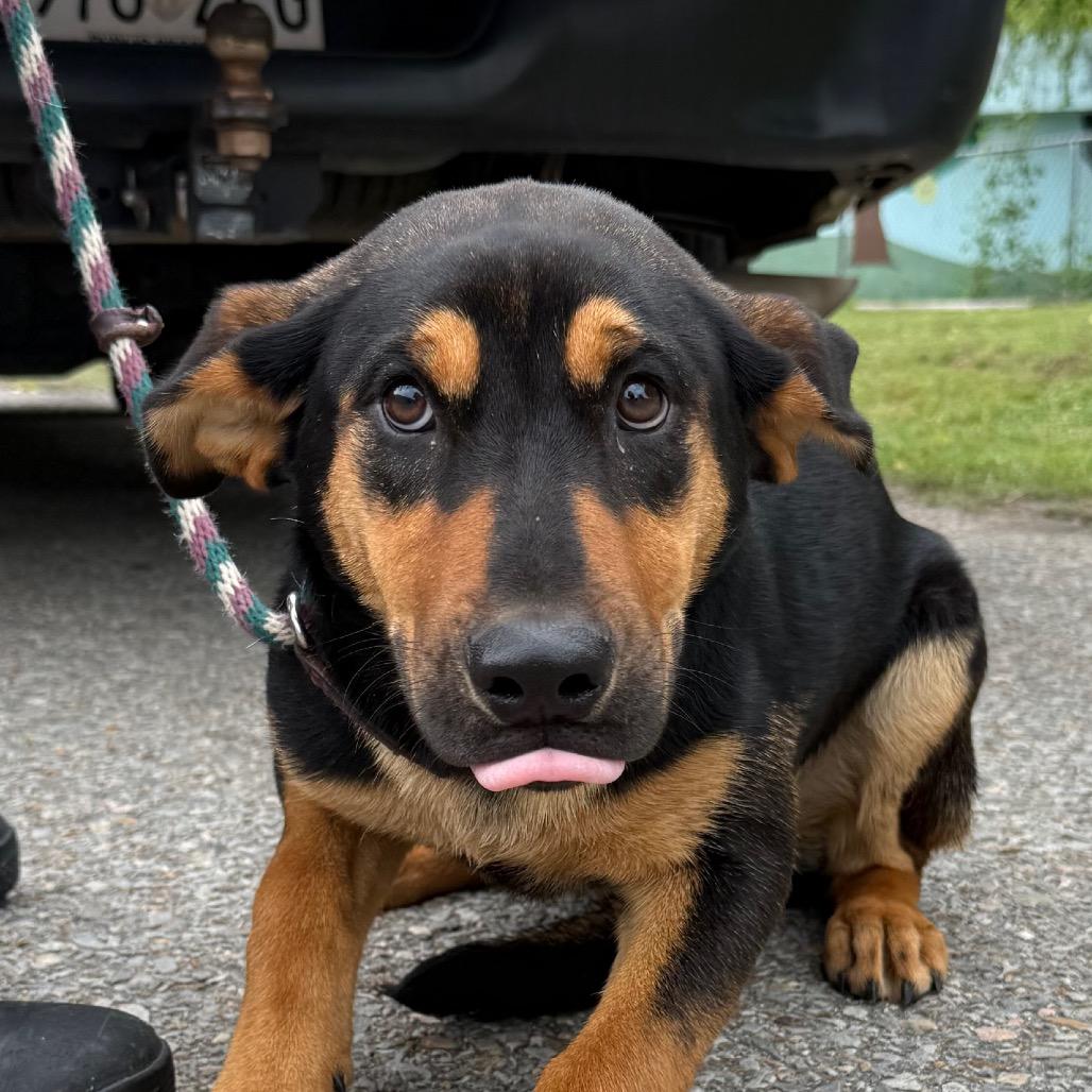 Enlarge Rey, a Adoptable mixed breed in Jacksonville, AR image 1/1