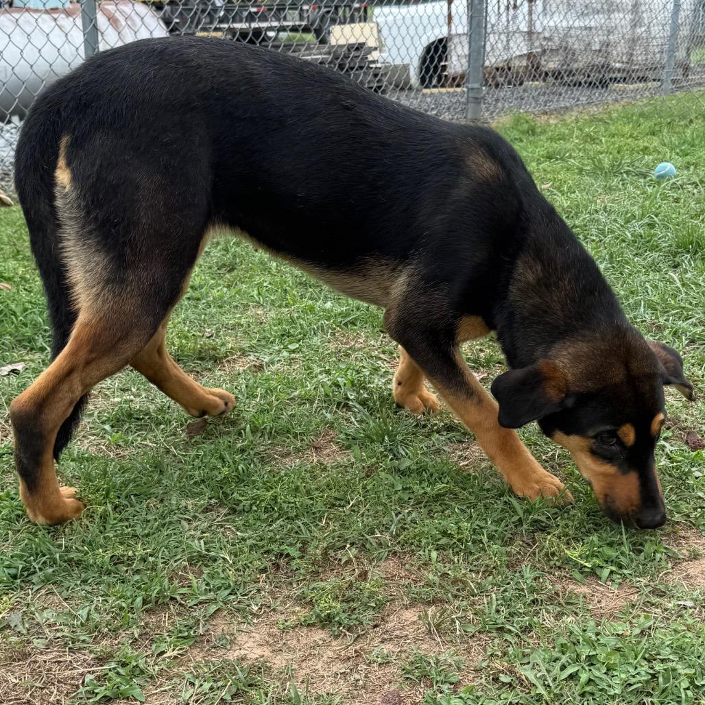 Enlarge Rey, a Adoptable mixed breed in Jacksonville, AR image 6/6